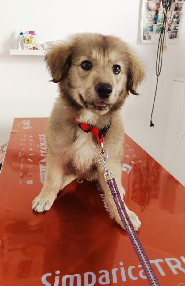 Lyuba, cucciola 2 mesi e mezzo Foto 5